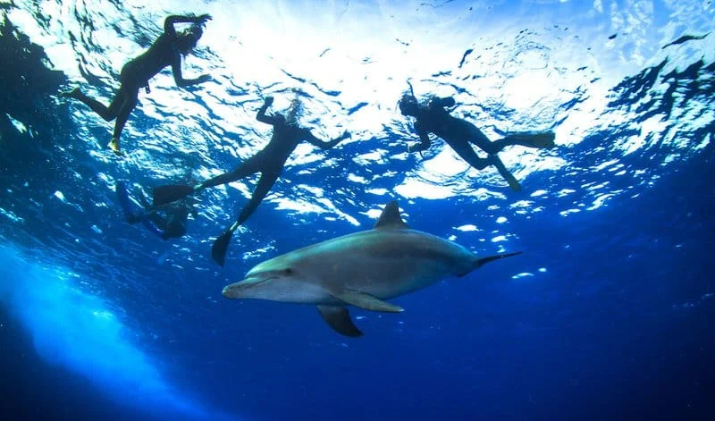 Delfin Tour Hurghada
